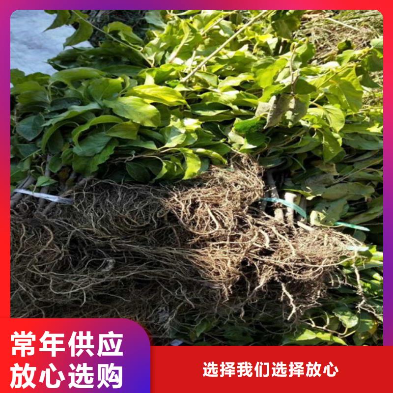 獼猴桃,蘋果苗專注質(zhì)量