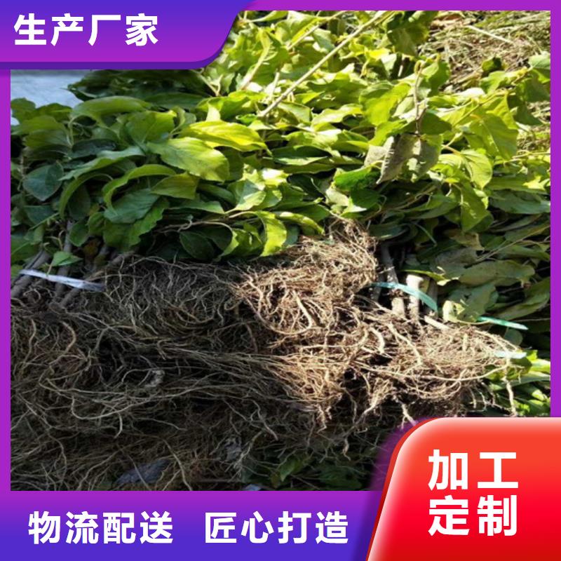 獼猴桃-【瑪瑙紅石榴苗】值得買