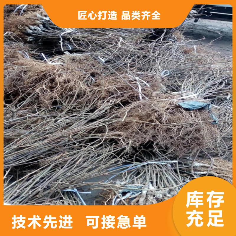 獼猴桃梨樹苗品質保障售后無憂