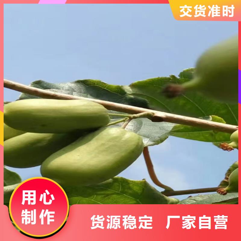 獼猴桃,【桃樹(shù)苗】精品選購(gòu)