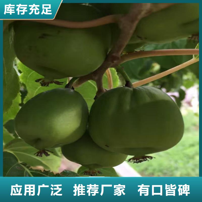 猕猴桃樱桃苗保障产品质量