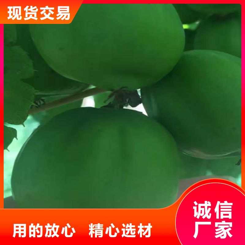 獼猴桃,【桃樹(shù)苗】精品選購(gòu)