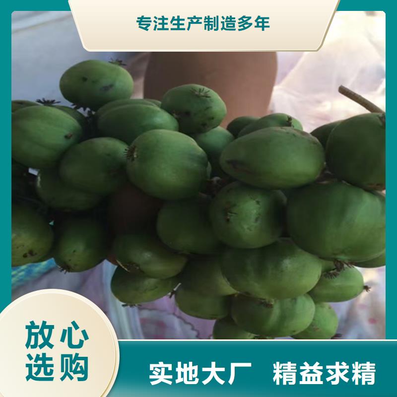 獼猴桃,【桃樹(shù)苗】精品選購(gòu)