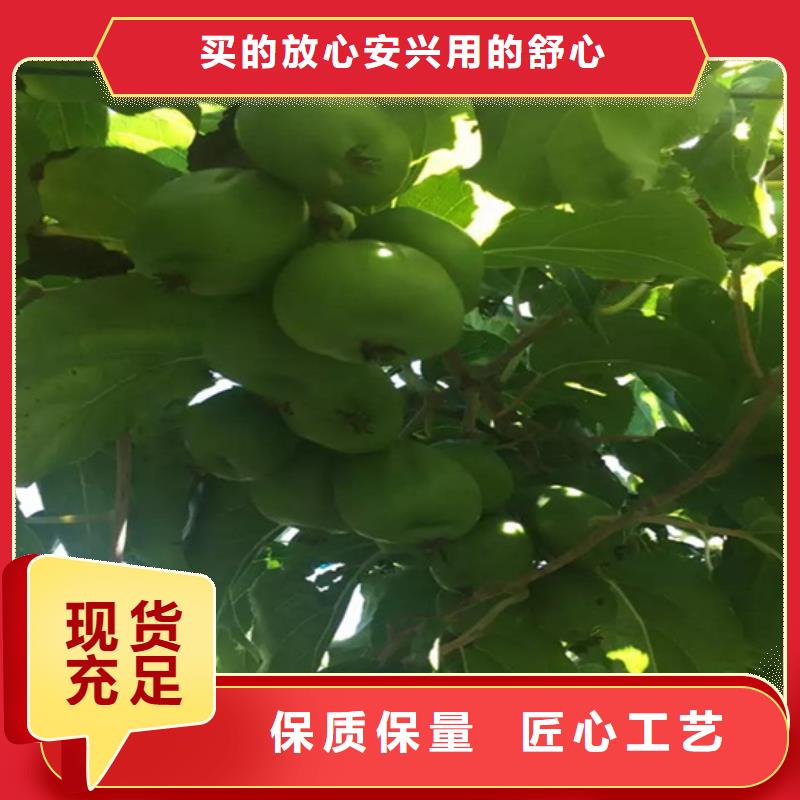 【獼猴桃】_桃樹苗好產(chǎn)品有口碑