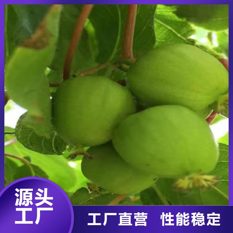 【獼猴桃蘋果苗常年出售】