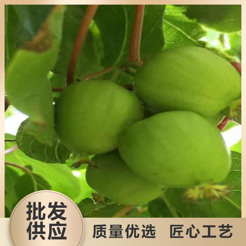 獼猴桃_蘋(píng)果苗好貨采購(gòu)