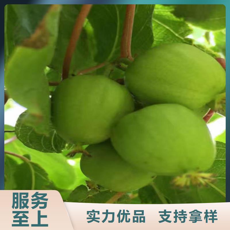 【獼猴桃黃瓜苗一手貨源源頭廠家】