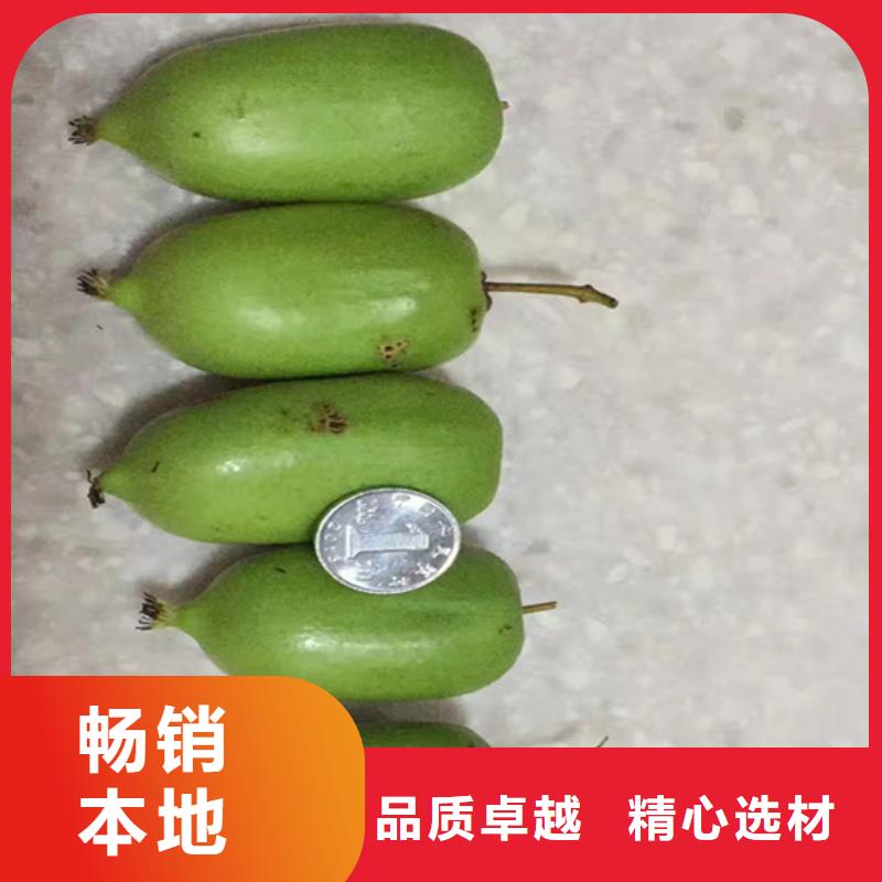 獼猴桃櫻桃苗源頭工廠量大優(yōu)惠