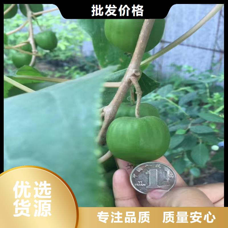 獼猴桃桃樹苗現貨直供