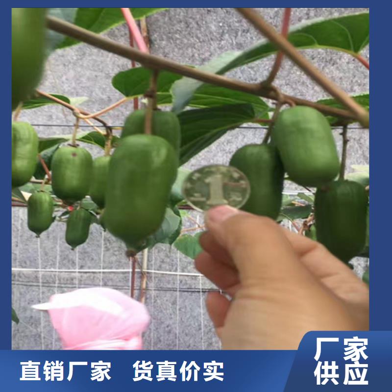 獼猴桃櫻桃苗專業生產廠家