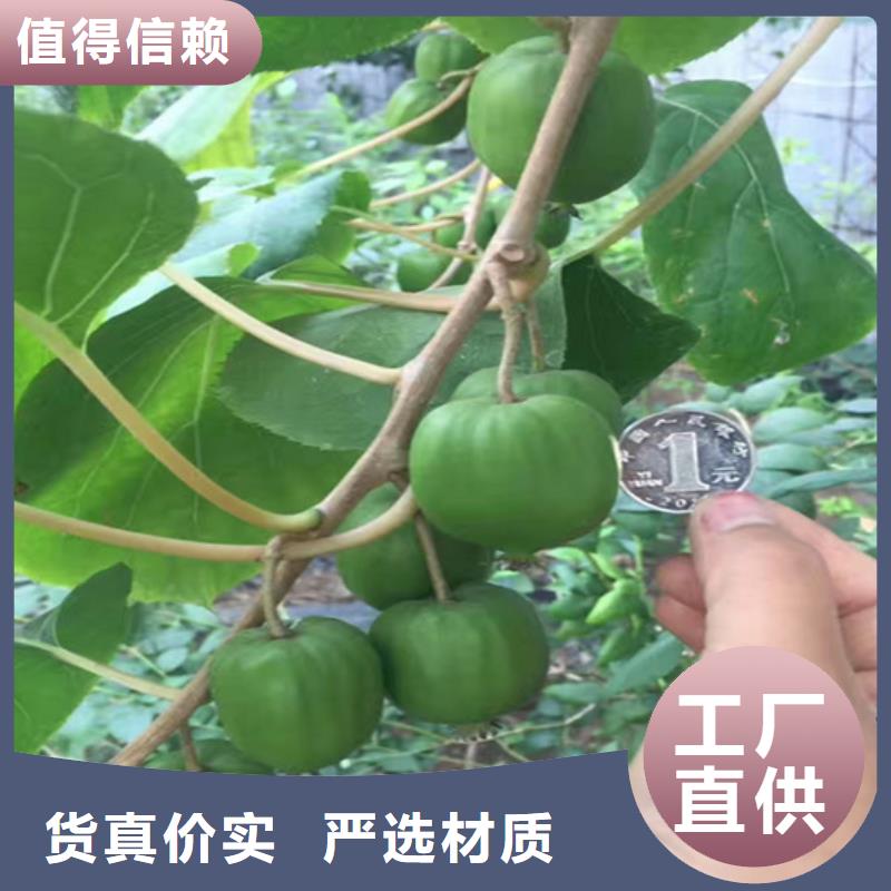 獼猴桃_蘋果苗好貨采購