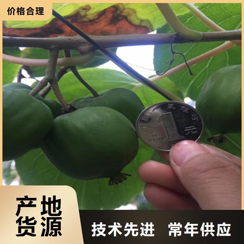 獼猴桃-3公分軟籽石榴苗出貨快