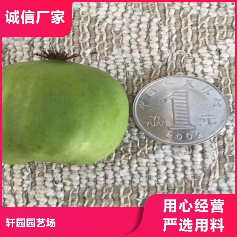 獼猴桃,【桃樹(shù)苗】精品選購(gòu)