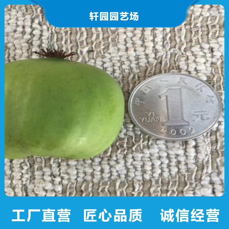 獼猴桃蘋果苗海量現貨