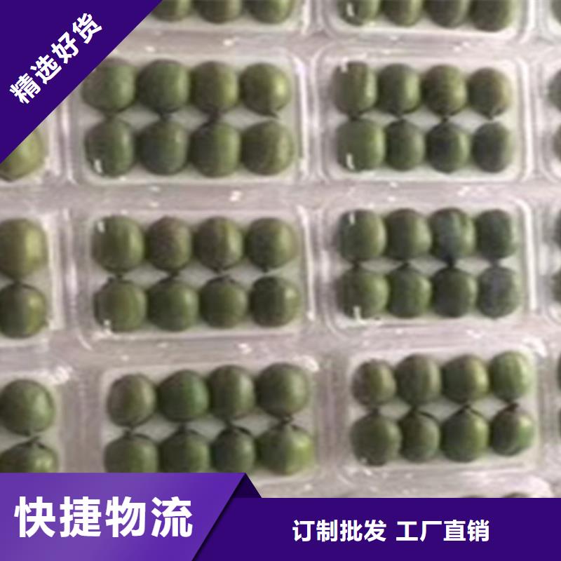 獼猴桃櫻桃苗供貨及時(shí)