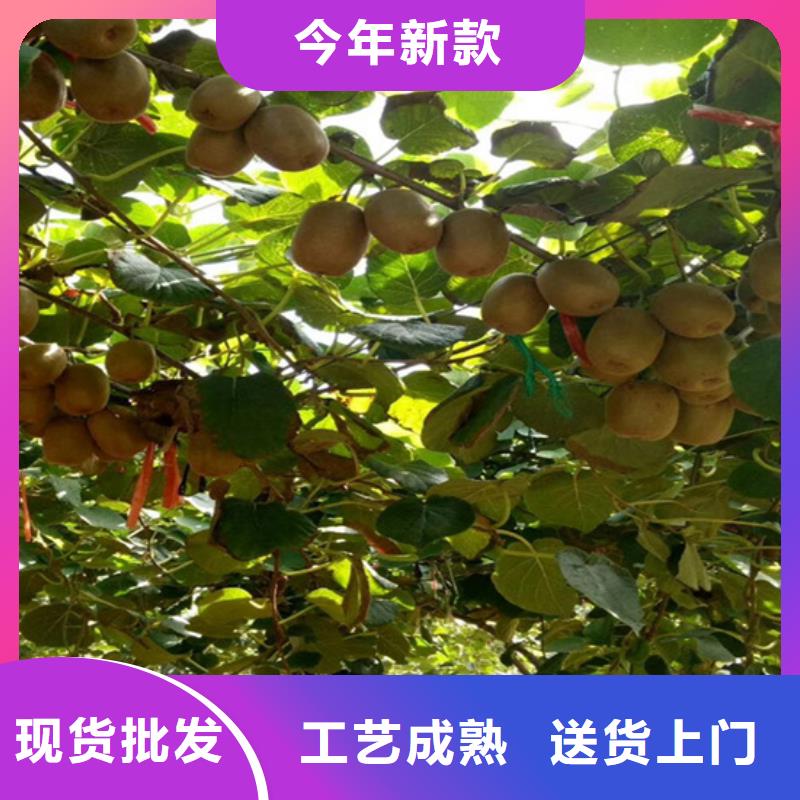 獼猴桃_櫻桃苗當地廠家值得信賴