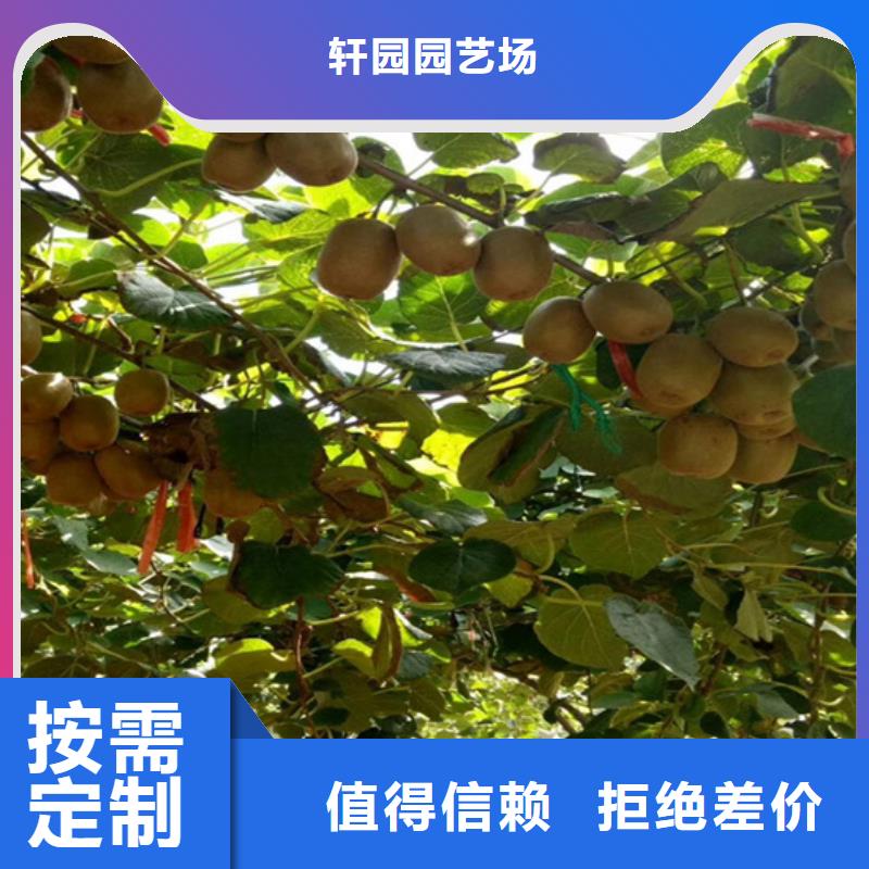 獼猴桃-蘋果苗標(biāo)準(zhǔn)工藝