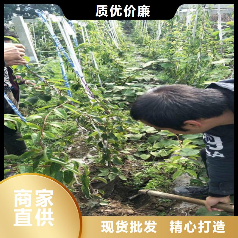 獼猴桃桃樹苗全品類現貨