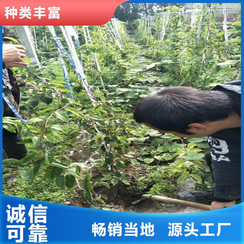 獼猴桃桃樹苗優(yōu)勢