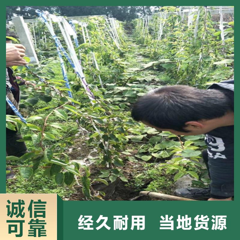 獼猴桃櫻桃苗用心做好細節