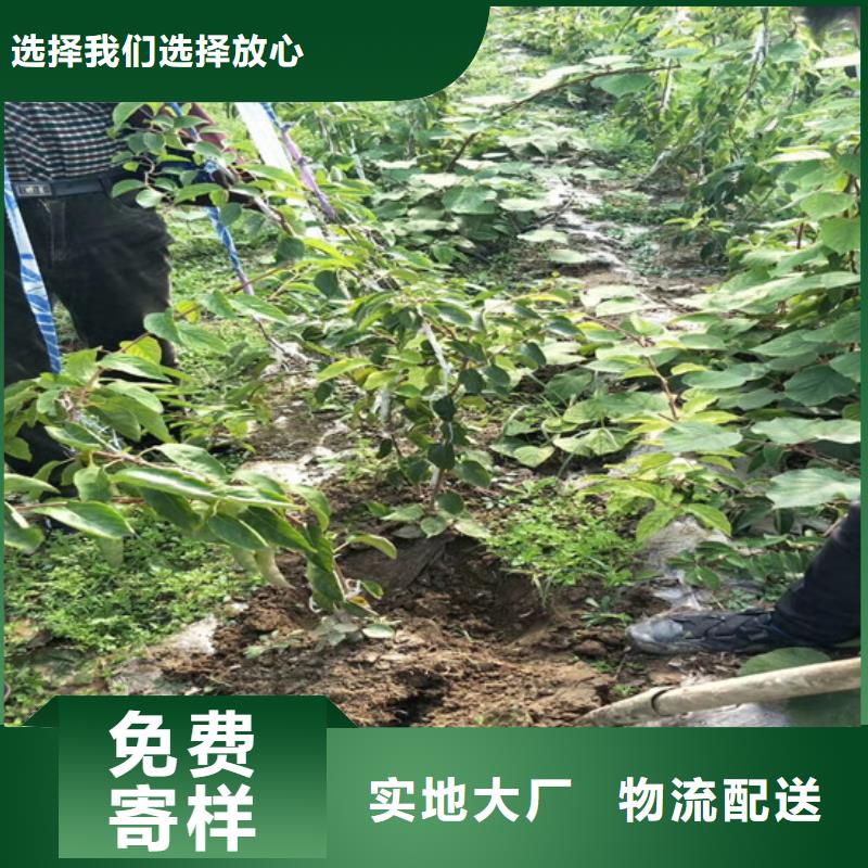 獼猴桃石榴樹貨源足質(zhì)量好