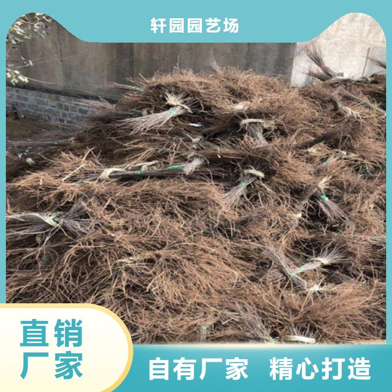 獼猴桃蘋果苗海量現(xiàn)貨