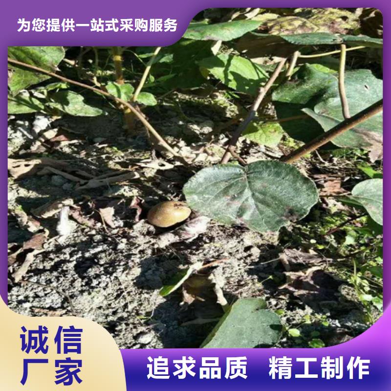 獼猴桃蘋果苗海量現(xiàn)貨