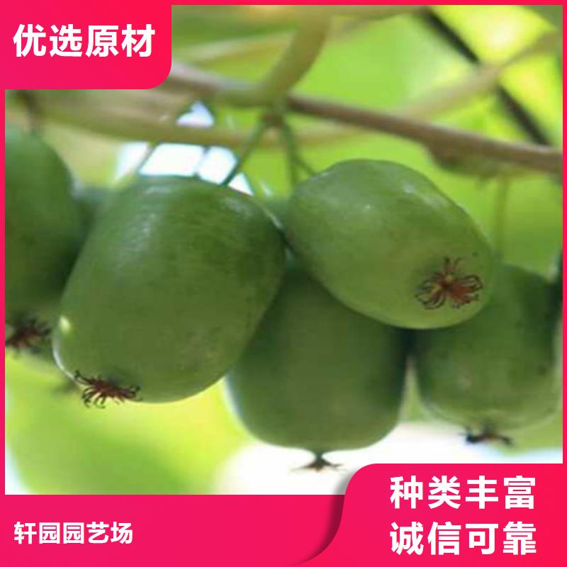 【獼猴桃】_桃樹苗好產(chǎn)品有口碑