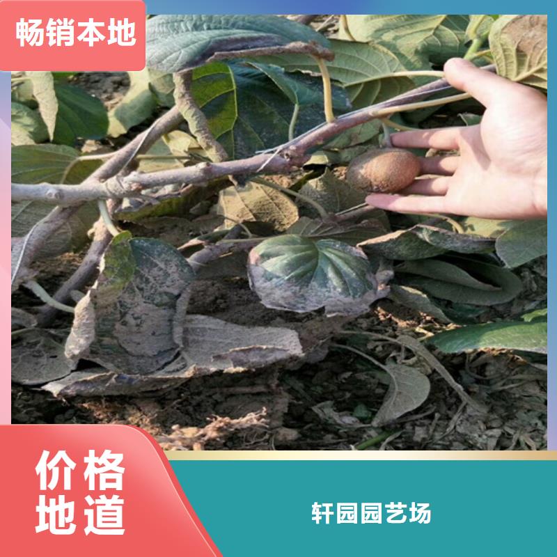 獼猴桃-櫻桃苗支持加工定制