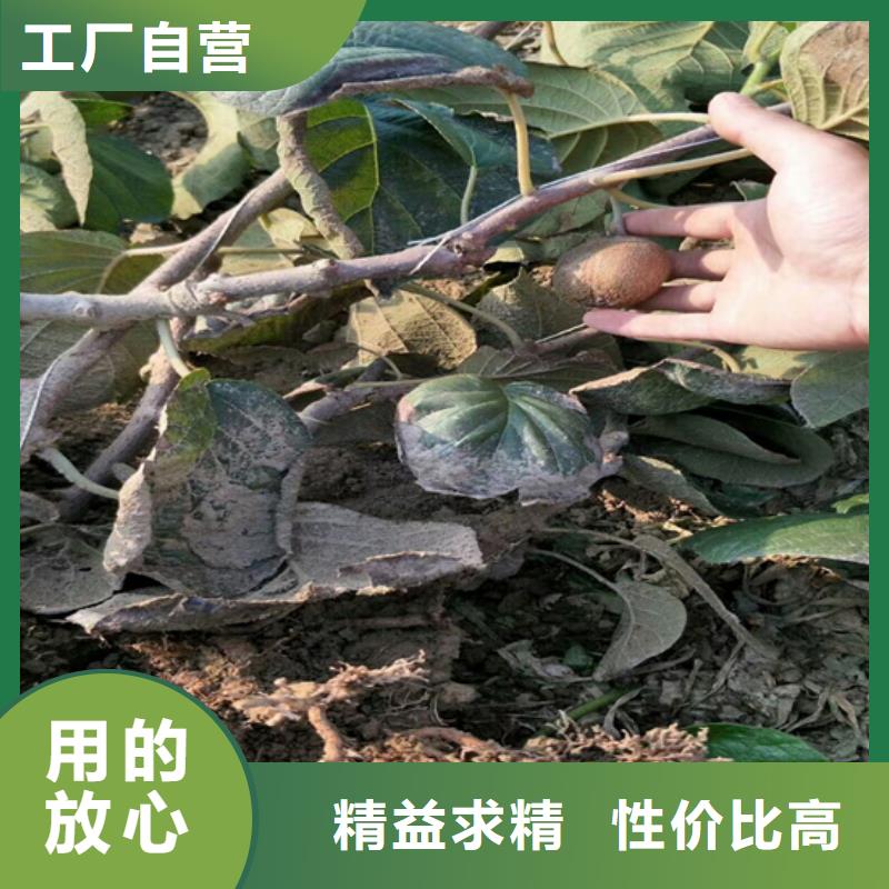 【獼猴桃】梨樹苗價格低
