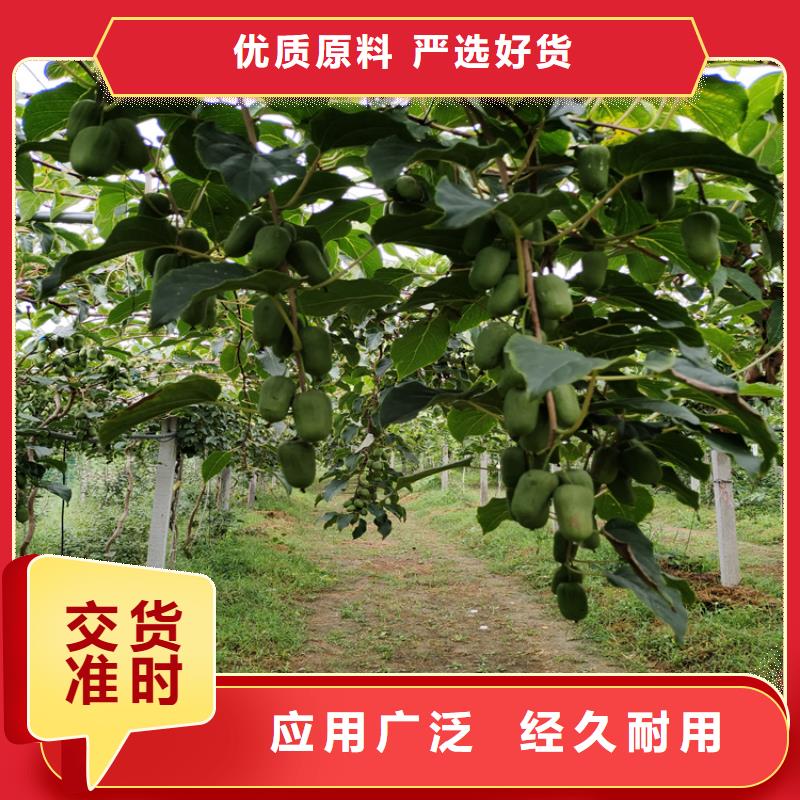 獼猴桃【梨樹苗】廠家實力大