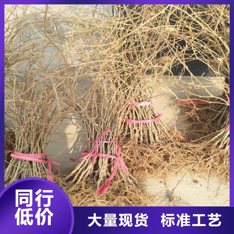 獼猴桃,蘋果苗專注質量