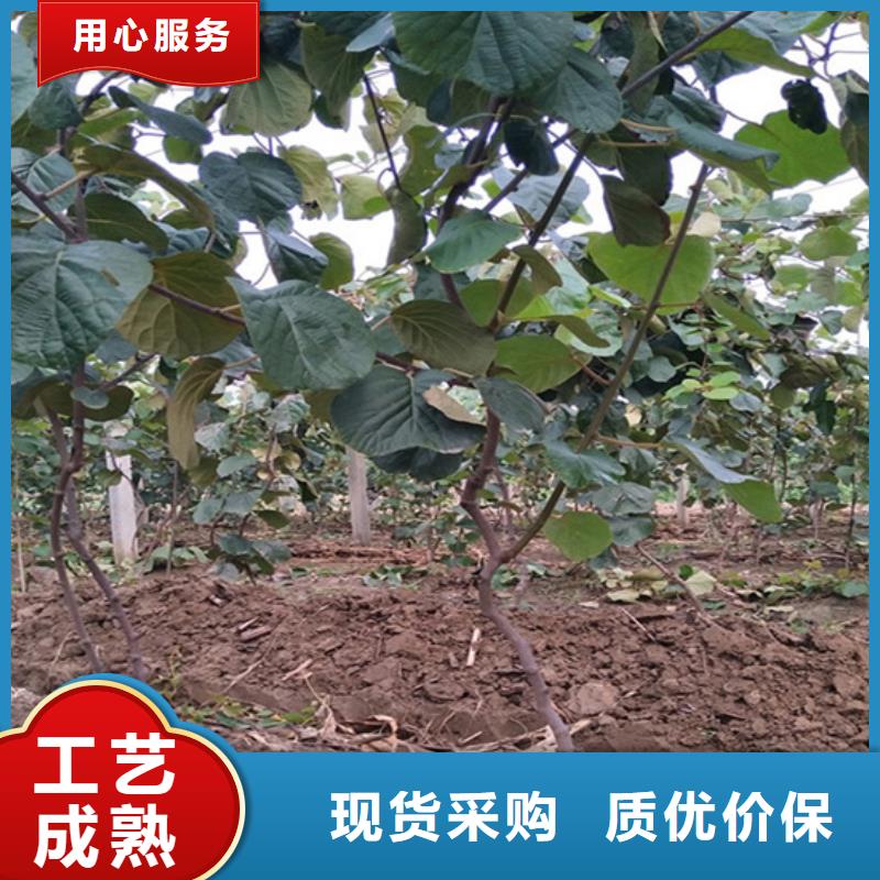 【獼猴桃】_桃樹苗好產(chǎn)品有口碑