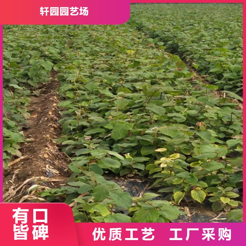 【獼猴桃】_桃樹苗好產(chǎn)品有口碑