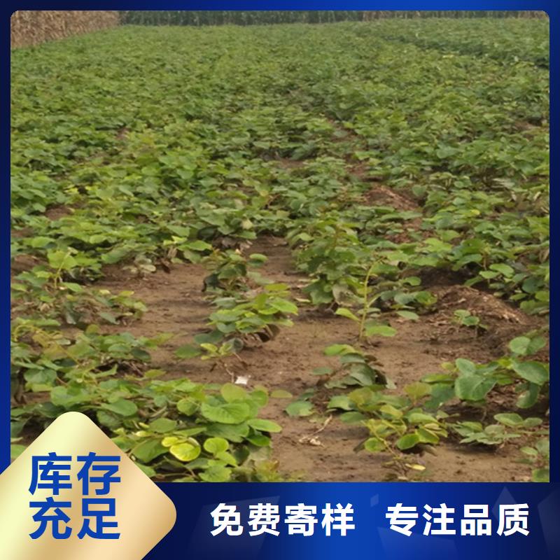 猕猴桃石榴树货源足质量好