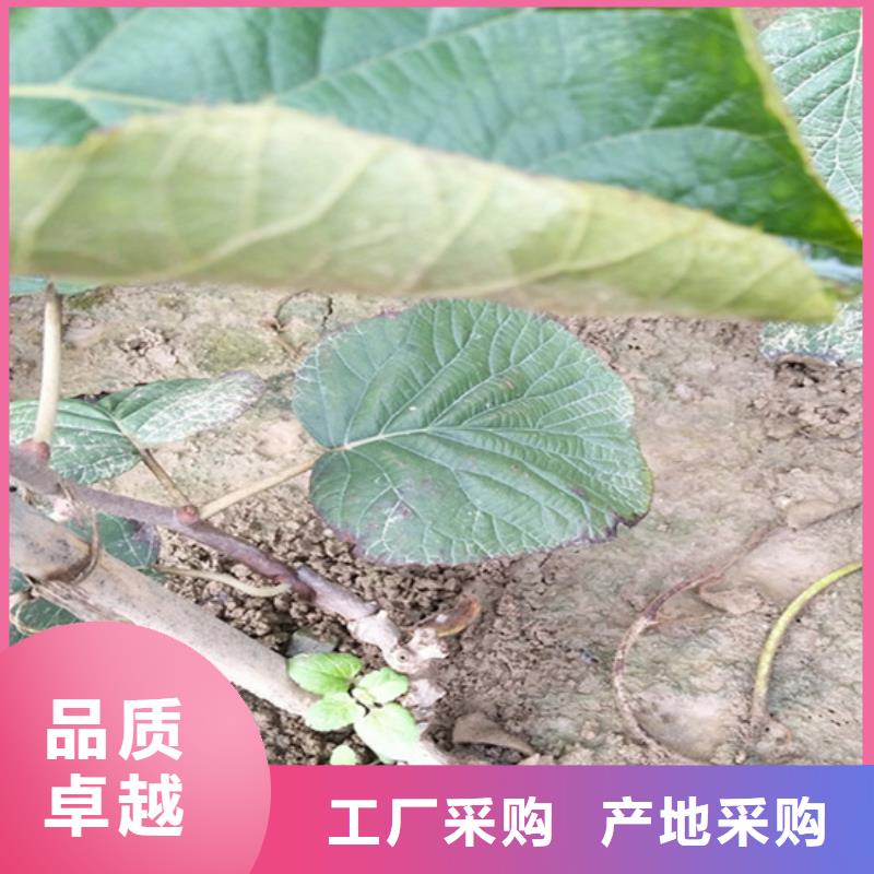 獼猴桃【梨樹(shù)苗】廠家實(shí)力大