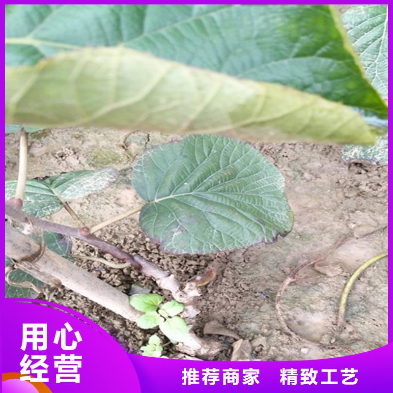 獼猴桃桃樹苗全品類現(xiàn)貨