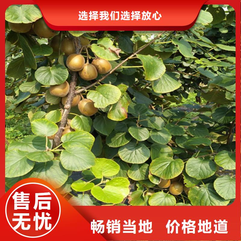 獼猴桃【梨樹苗】廠家實力大