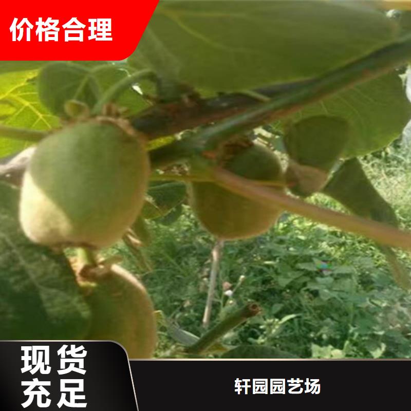 獼猴桃梨樹苗品質(zhì)保障售后無憂