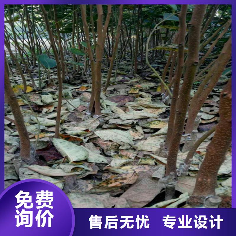 柿子_草莓苗支持定制