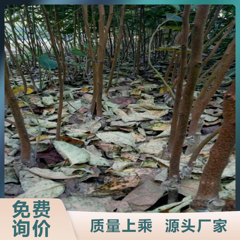 柿子櫻桃苗訂制批發(fā)