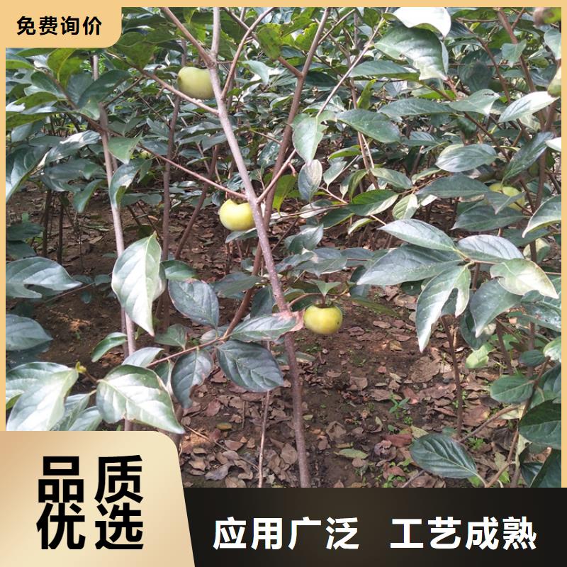 【柿子】藍莓苗多年行業經驗