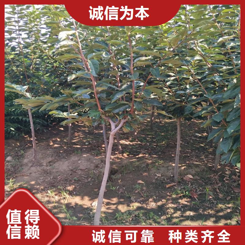 【柿子紅石榴苗基地廠家批發價】