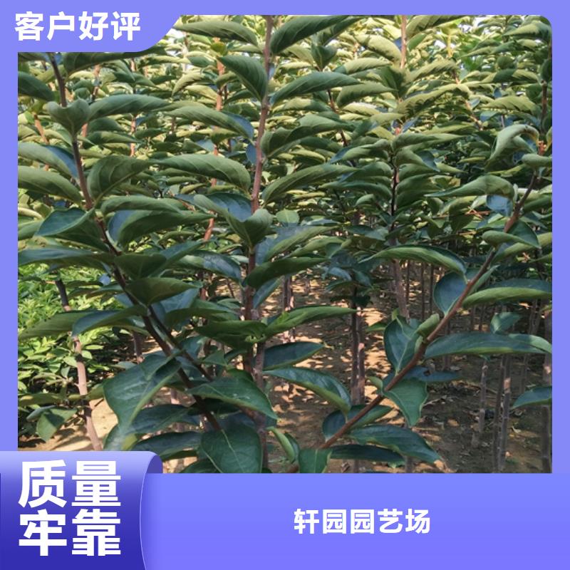 柿子藍莓苗規格型號全