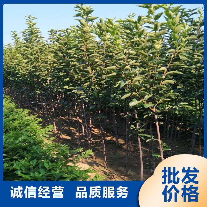 【柿子紅石榴苗基地廠家批發價】