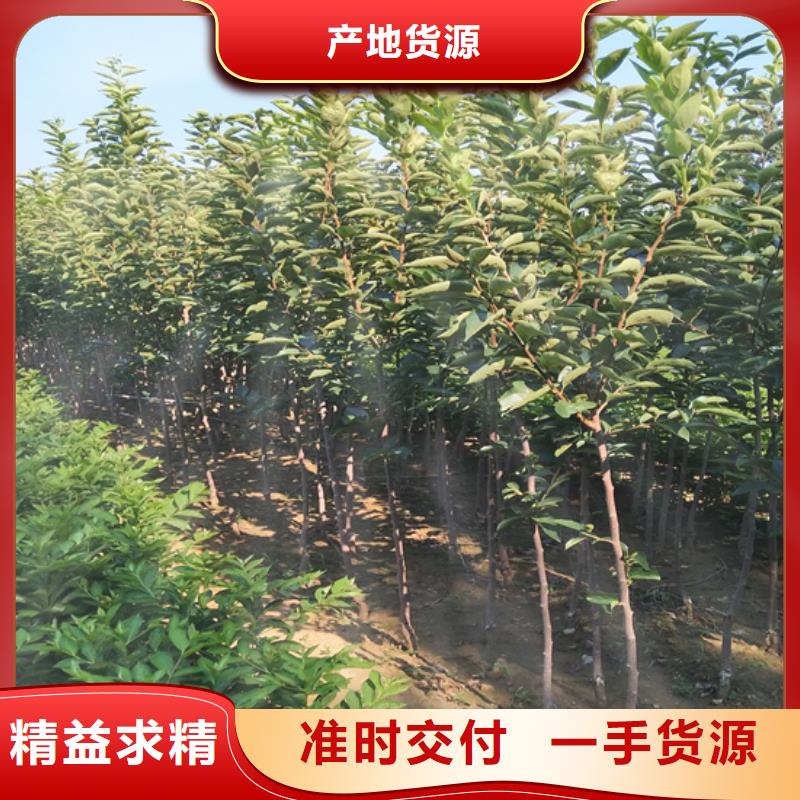 【柿子】藍莓苗多年行業經驗