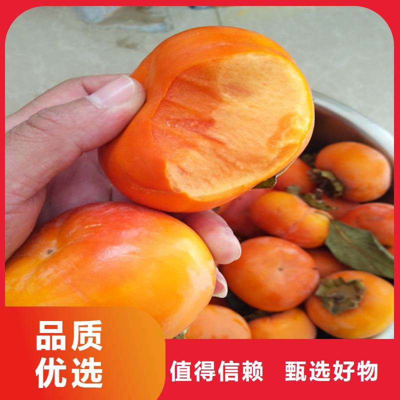 【柿子藍莓苗一站式采購商家】