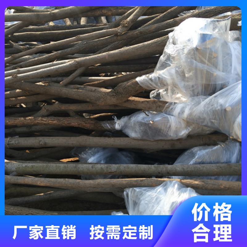 柿子-奶油草莓型号全价格低