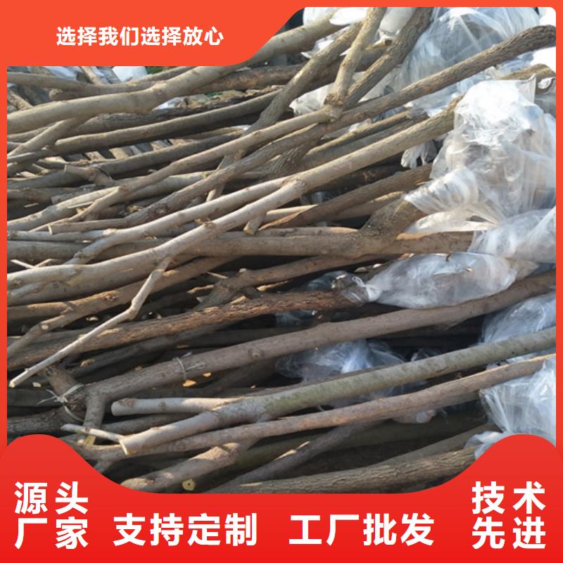 【柿子櫻桃苗用心做品質(zhì)】