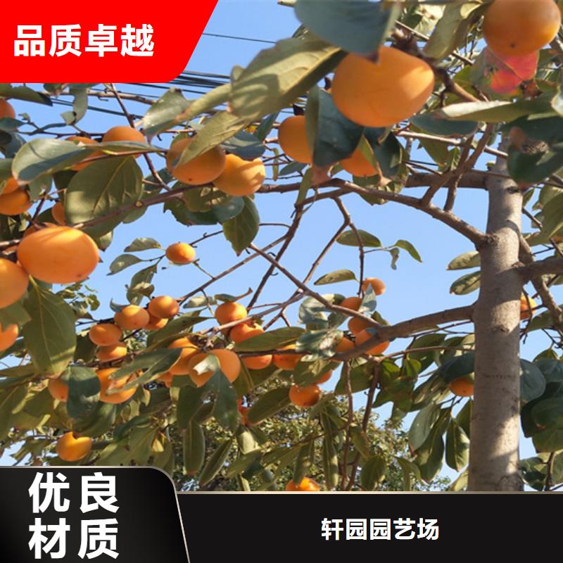 【柿子】西瓜番石榴苗市場行情